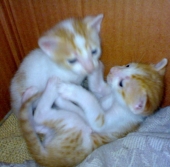 White Torro & Golden Kitty