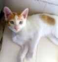 White Torro & Golden Kitty