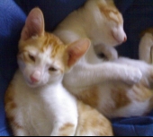 White Torro & Golden Kitty