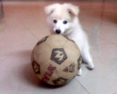 Sweet Ladduuu