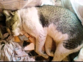 Chinto Sleeping