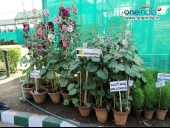 Lalbagh Flower Show for Republic day 2012