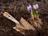 Gardening Tips To Use Cow Manure