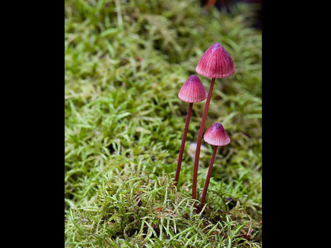 10 Colourful Mushrooms To Grow At Home Photos Pics 230211 Boldsky